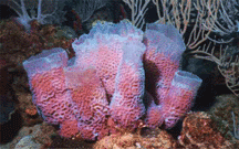 diving coral